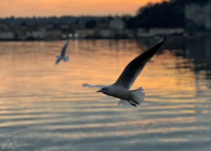 아파트 Nest Of The Lakes - Between Maggiore, Monate And Comabbio *